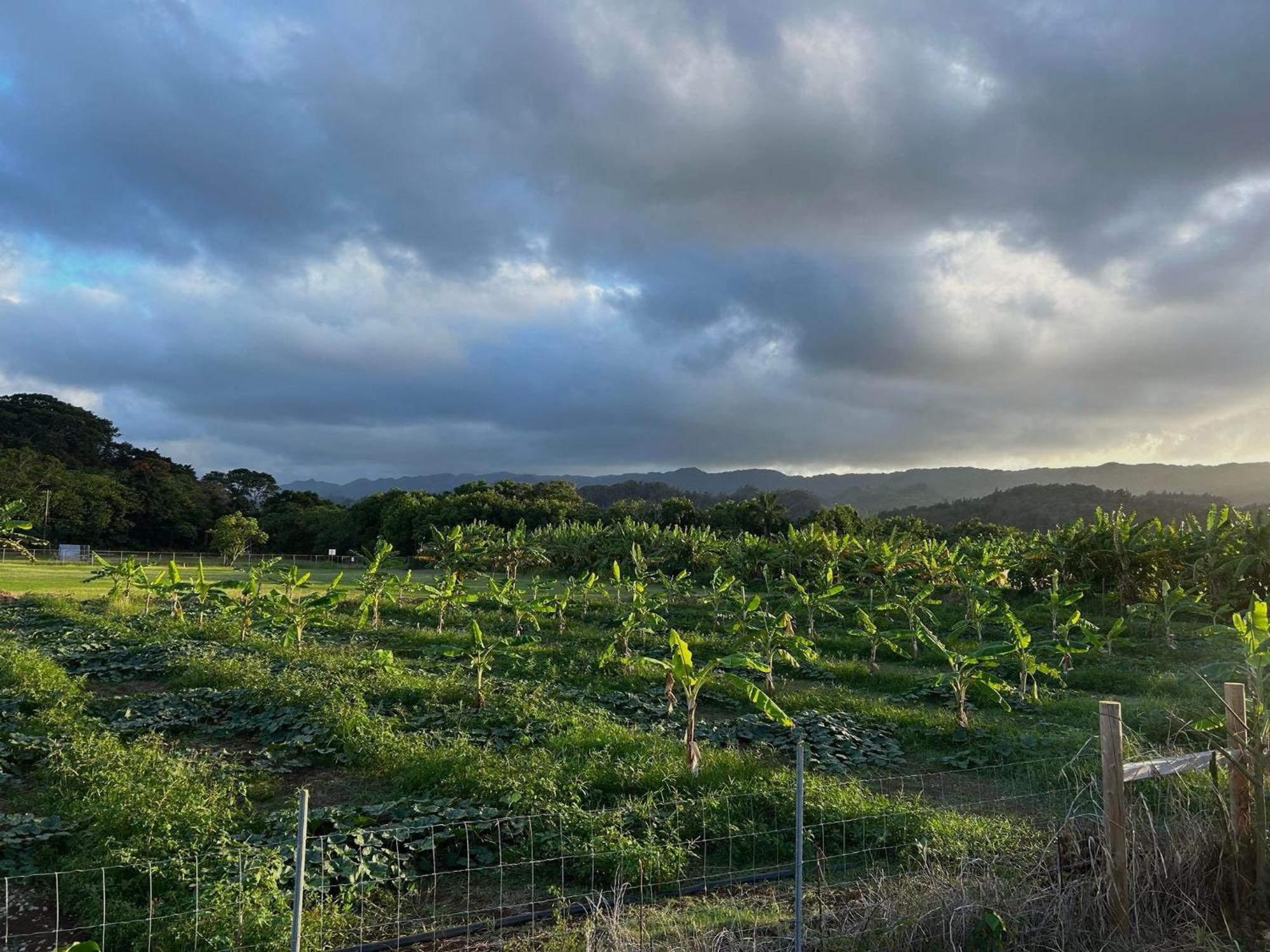 North Shore Glamping Laie, Oahu, Hawaii Glamping Laie